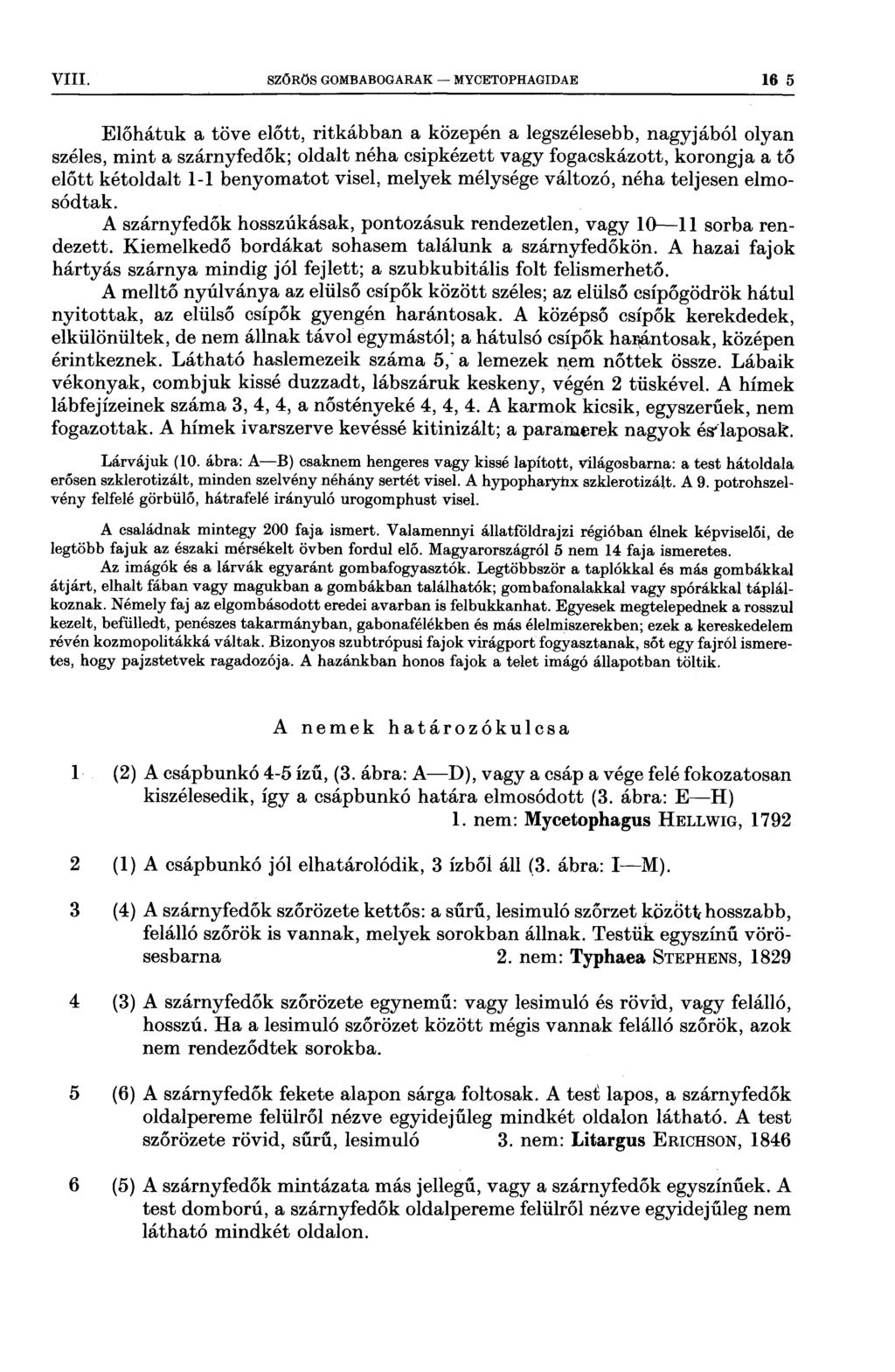 VIII 3 szóros GOMBABOGARAK MYOETOPHAGIDAE 16 5 Előhátuk a töve előtt, ritkábban a közepén a legszélesebb, nagyjából olyan széles, mint a szárnyfedők; oldalt néha csipkézett vagy fogacskázott, korongj