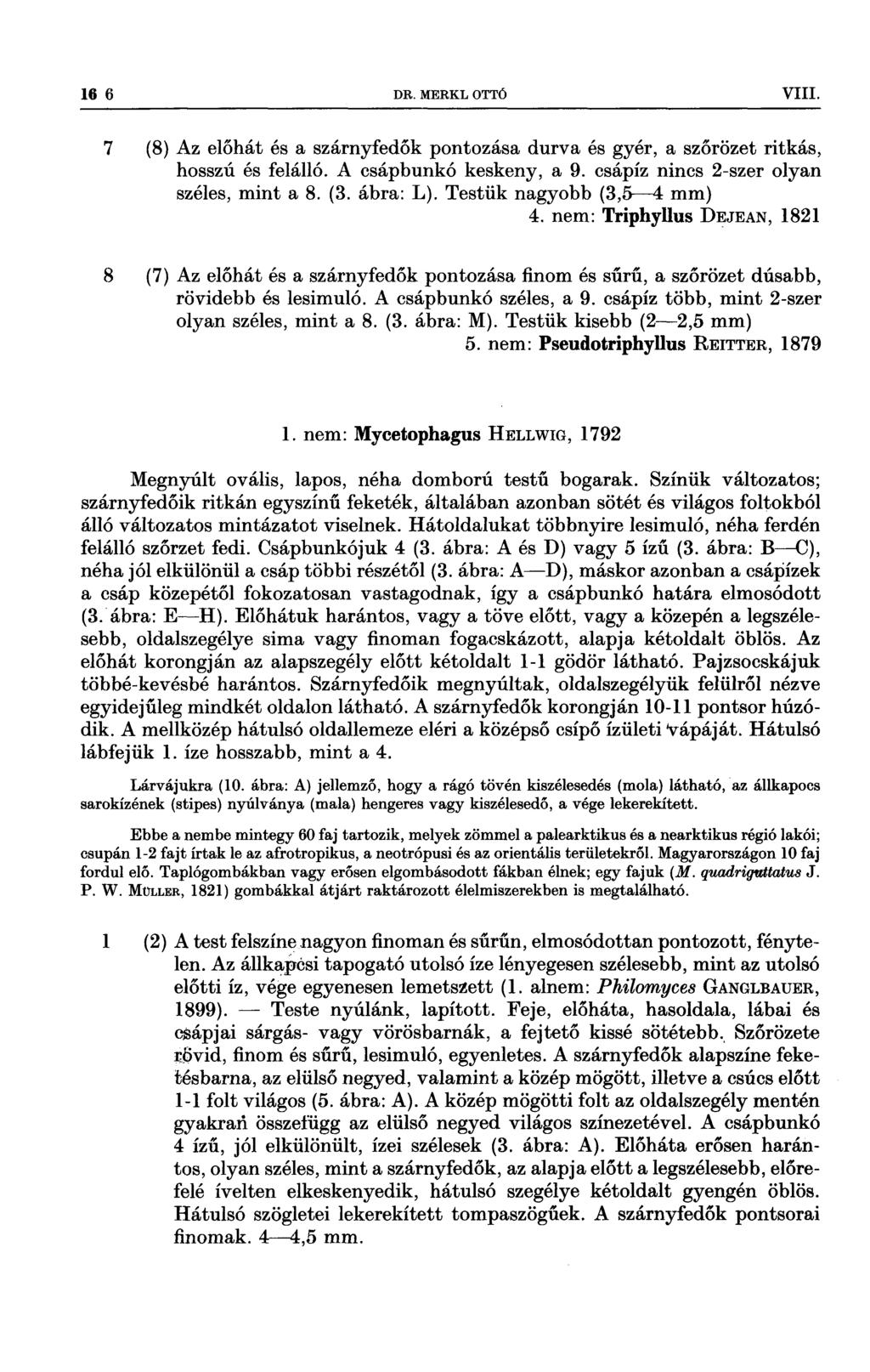 16 6 DR MERKL OTTÓ VIII 7 (8) Az előhát és a szárnyfedők pontozása durva és gyér, a szőrözet ritkás, hosszú és felálló A csápbunkó keskeny, a 9 csápíz nincs 2szer olyan széles, mint a 8 (3 ábra: L)