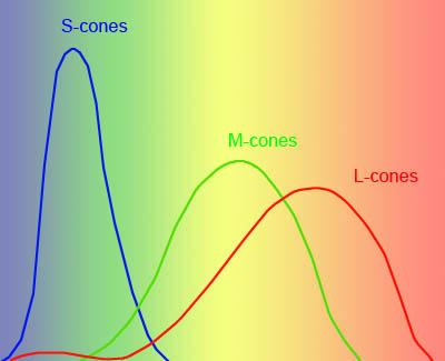 Az emberi látás Szín és fényesség érzékelés: Pálcikák: pálcikák és csapok. perifériás látásnál és kis fényességnél játszanak szerepet.