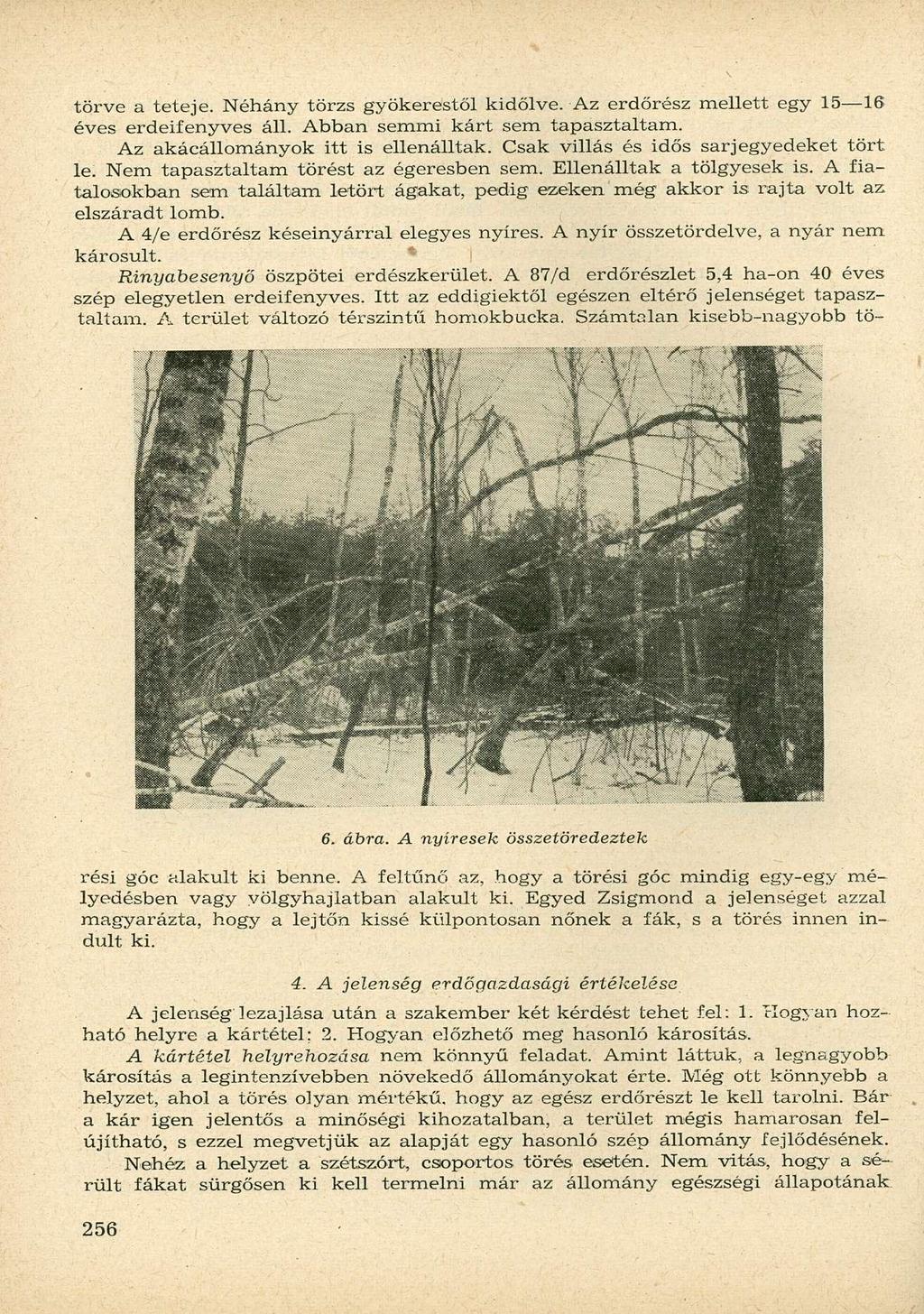 törve a teteje. Néhány törzs gyökerestől kidőlve. Az erdőrész mellett egy 15 16 éves erdeifenyves áll. Abban semmi kárt sem tapasztaltam. Az akácállományok itt is ellenálltak.