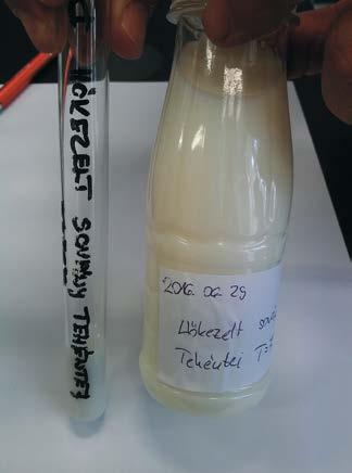 A patogén mikrobák közül a leginkább hőtűrő (termo-toleráns) a Mycobacterium tubercolosis (TBC).