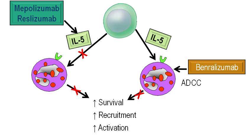 BENRALIZUMAB ((anti IL5R) : 12 éves kortól, 30 mg s.c. 3 adagig 4 hetente, majd 8 hetente.