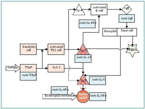 Tralokinumab + Benralizumab Lipworth B.