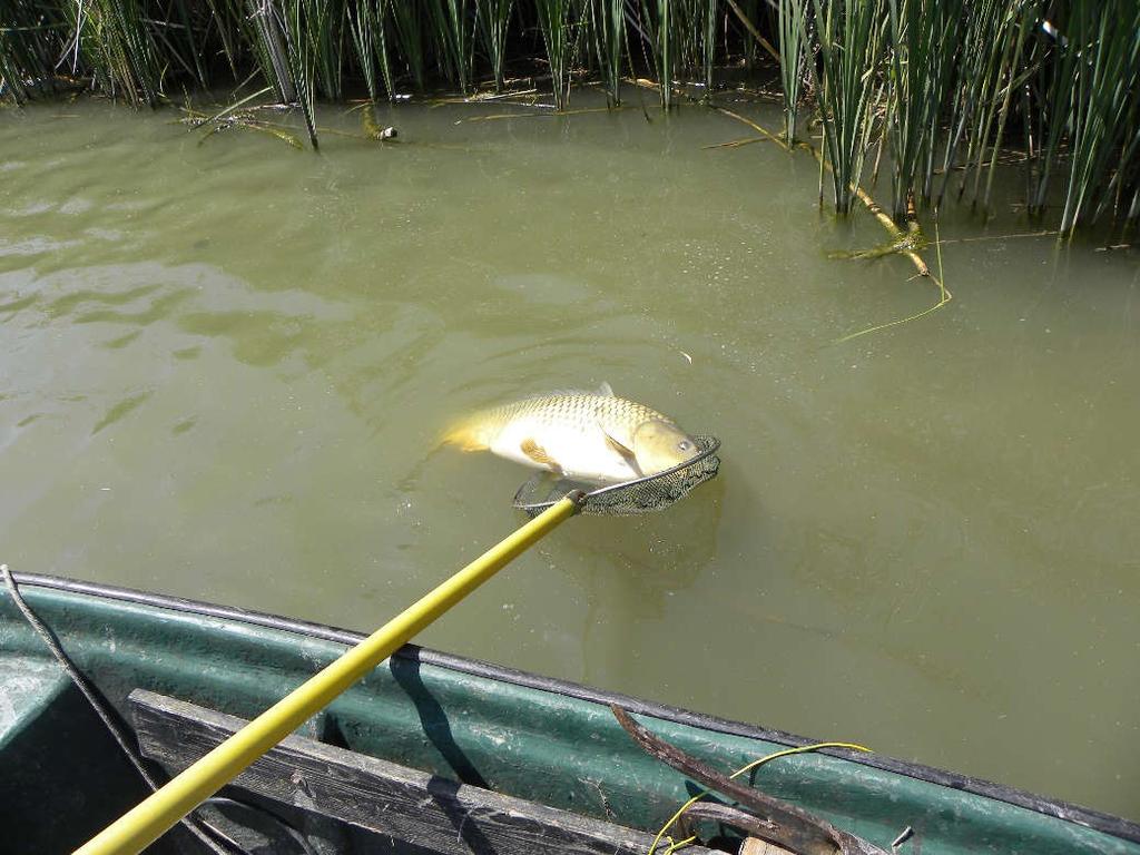 A Ráckevei (Soroksári)-Duna hal együttesének vizsgálata (különös figyelemmel a Dél Pesti Szennyvíztisztító hatásaira) kivonat Györe Károly Ugrai Zoltán Udvari Zsolt 2018-ban már a szövetség honlapján