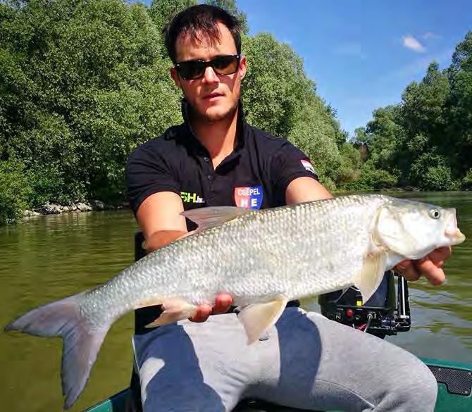 Robi szép balinja egy ruganyról További lehetőségként kerestük tüskéshátú barátainkat, de csak egy kiemelkedő részt találtunk, ahol rövid idő alatt jó mennyiségű halat lehetett megfogni, azonban azon
