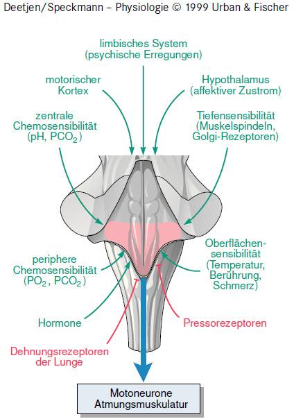 integrációja limbikus rendszer motoros kéreg kemoreceptorok hypothalamus propriocepció perifériás