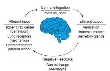 Reflexek és negatív visszacsatolás zentrale központi Integration integráció Medulla, medulla, Pons híd afferensek Afferenz viselkedés Verhalten Mechanorezeptoren mechanoceptorok Chemorezeptoren