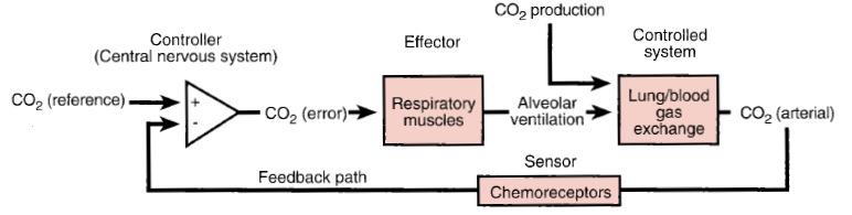 A légzés hajtóereje Kérdés: Ha a metabolizmus a tesben CO 2 -t termel (el kell távolítani) és O 2 -t igényel (fel kell