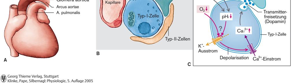 Dopamin receptor kiáramlás