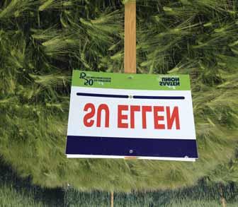 ÔSZI ÁRPA SU ELLEN hazánk piacvezetô ôsziárpa-fajtája, a csúcstermések legújabb dimenziója kiváló ökostabilitás, jó technológiai alkalmazkodó képesség erôteljes felépítés, kifejezetten aktív,