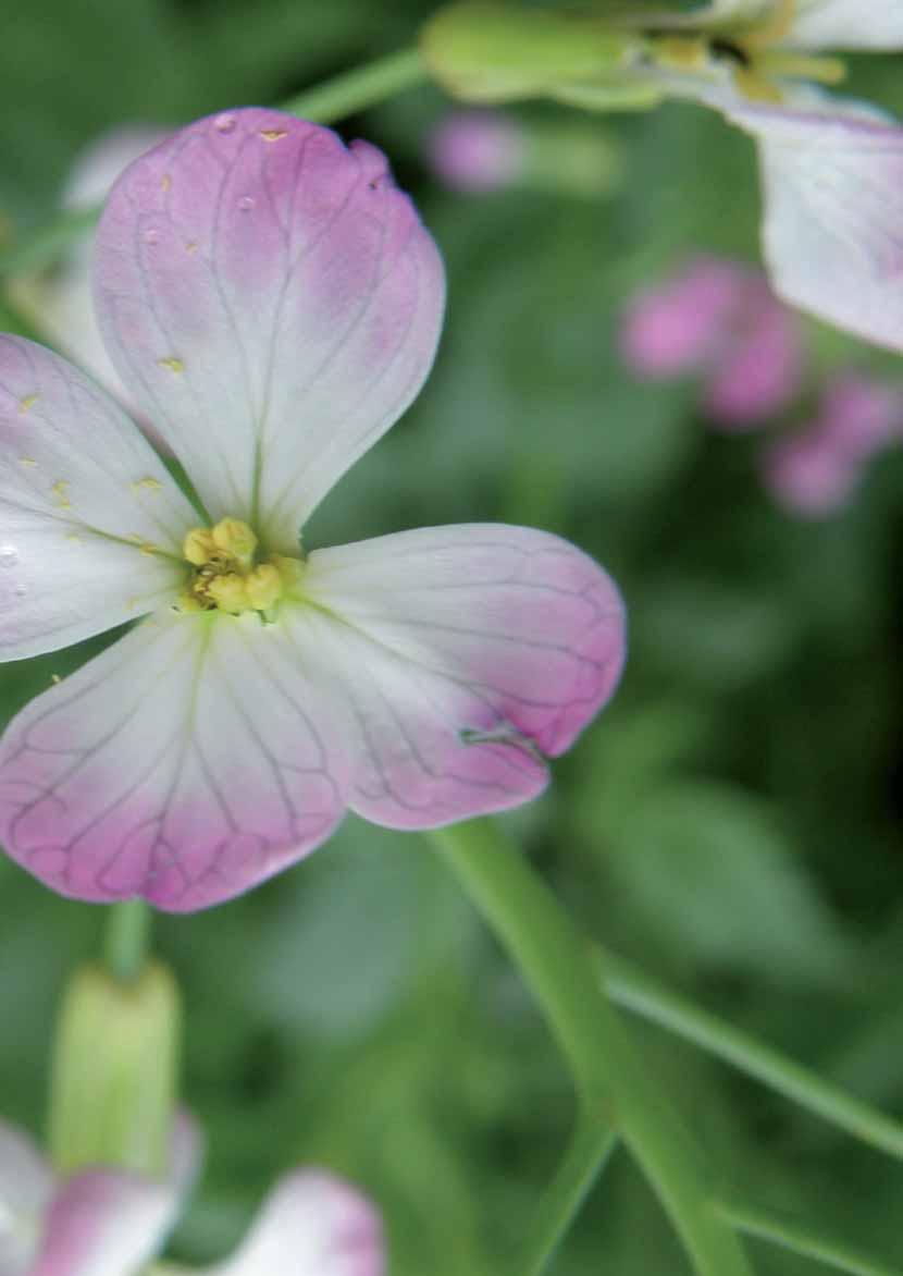 A viterra köztesnövény-vetômagkeverékek tulajdonságai és ajánlott felhasználásuk A VITAL, VITAL eco, RAPID, SINALEX, TOPGRÜN és TRIOPLUS viterra köztesnövény-vetômagkeverékek megfelelnek a 10/2015.