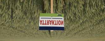 ÔSZI BÚZA ATTRAKTION attraktív megjelenésû, erôsen viaszolt növények középkorai tenyészidô kiegyenlített termôképességgel és malmi minôséggel kiugróan jó általános betegség-ellenállóság közepes,