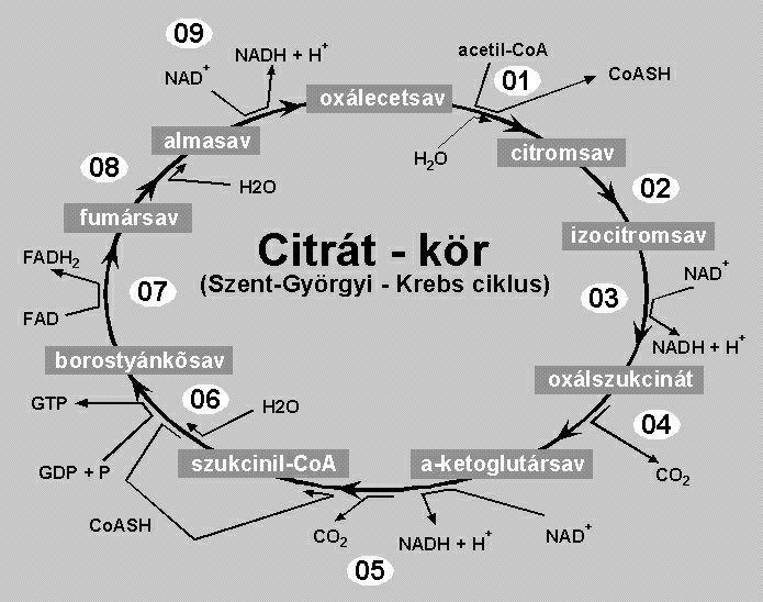 Mitokondriumok: ATP szintézis alapállomány: citromsavciklus