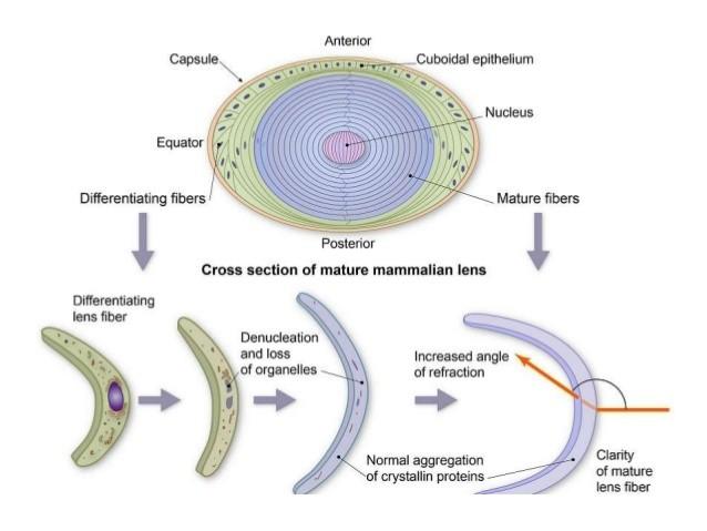 Szemlencse érett rost sejtjeinek kialakulása megmaradó sejtorganellumok: citoplazma,