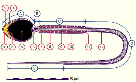 Spermium A: Fej B Nyak C Középrész D Farok fő része E Farok terminális része 1. plazmamembrán 3. acrosóma 5. Sejtmag 7. distal centriolum 9.