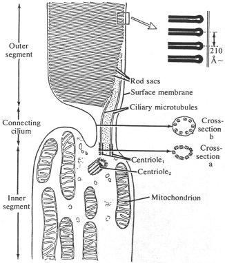 Kültag: interfotoreceptor mátrix burkolja. Receptorsejt termeli, sejtek rögzítésében, anyagcseréjében van szerepe. Fotoreceptív korongok: rhodopsin itt.