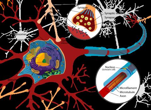 Neuron Minden sejtalkotó megvan Intermedier filamentumok: neurofilamentek