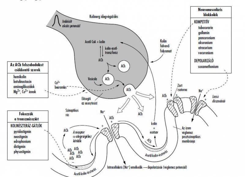 Neuromusculáris szinapszis Az axoplazma és a szarkoplazma specifikus felépítésű találkozási helye, ahol az idegingerület az izomrostra áttevődik.