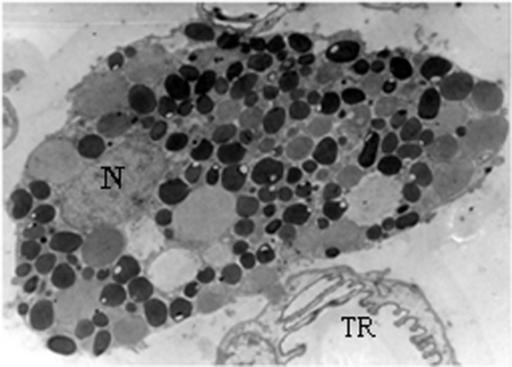 Granulociták: eozinofil granulocita citoplazmában rengeteg glikoprotein tartalmú vezikula, részben membrán kötött formában, zsírcseppek, Váladéktermeléssel összhangban