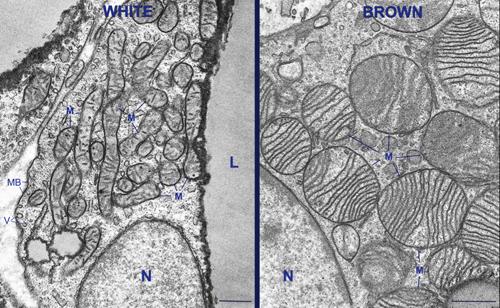 Transzmissziós elektronmikroszkópikus felvétel fehér (white) és barna (brown) zsírsejtekről M: mitokondrium Fehér zsírszövetben kisebb hosszúkás, míg a barna zsírszövetben