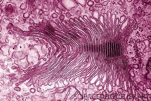 Golgi-készülék: Felépítés: A Golgi apparátust alkotó ciszternák polarizáltak.