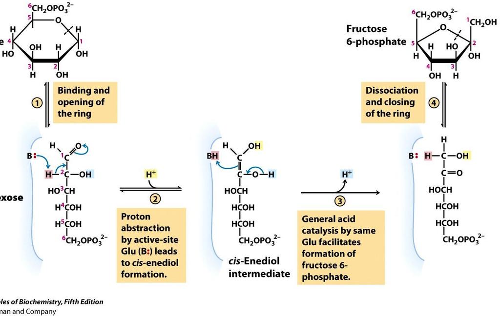 A foszfohexóz-izomeráz reakció mechanizmusa: tautomerizáció (ld. Szénhidrátok 34. o., avagy Adja-e a fruktóz a Fehling-reakciót?
