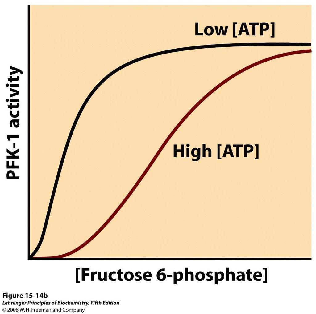 A PKF-1 aktivitása A foszfofruktokináz-1 allosztérikusan szabályozott fruktóz-6-foszfát