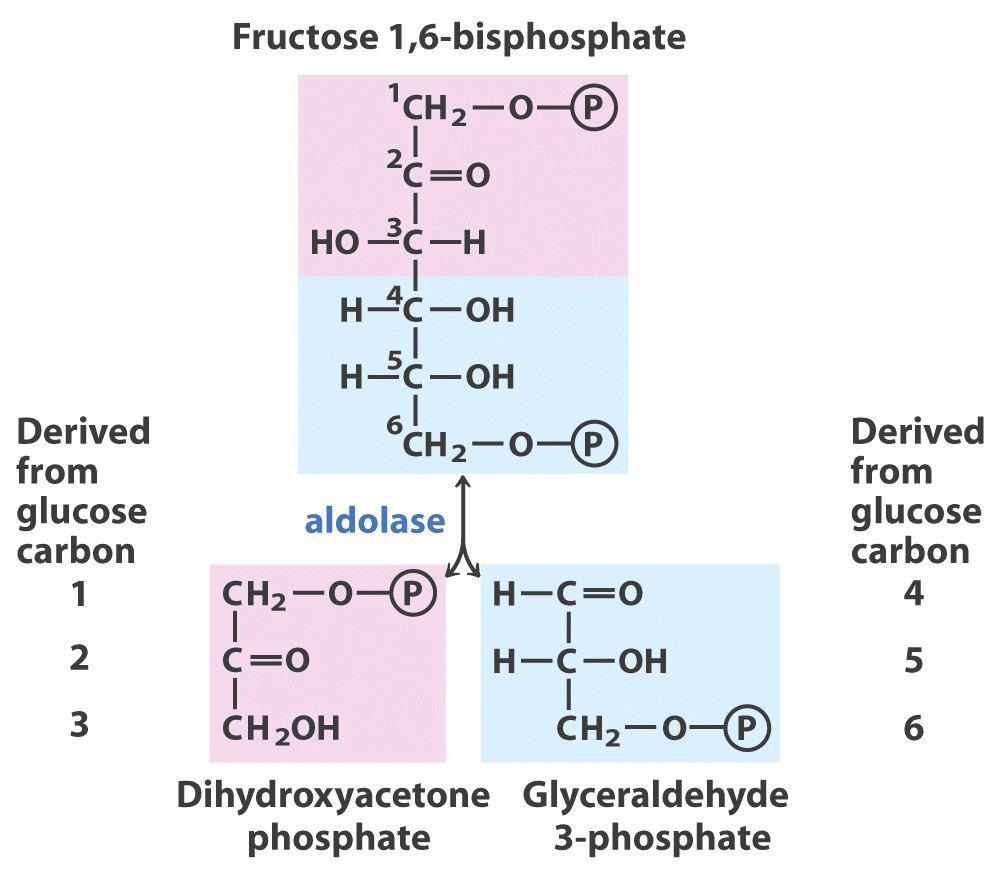 fruktóz-1,6-biszfoszfát fordított aldol-addíció ld. 3.