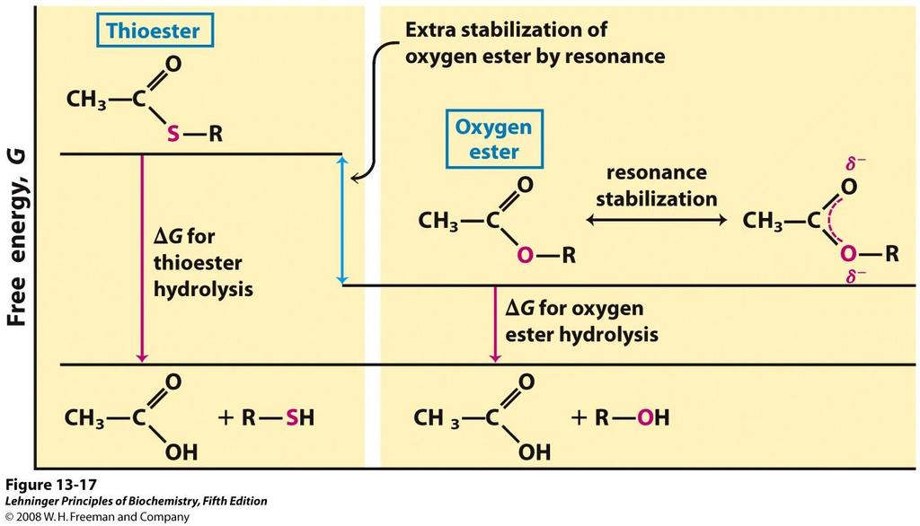 szabadenergia, G Miért nagyenergiájú a tioészter-kötés?