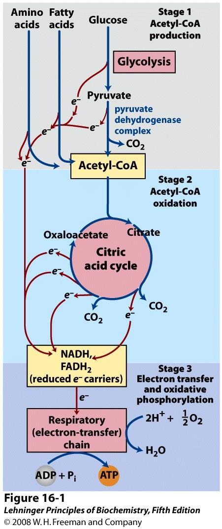 A biológiai oxidáció általános sémája citromsavciklus aminosavak zsírsavak glükóz glikolízis 1. fázis acetil-coa termelés 1.