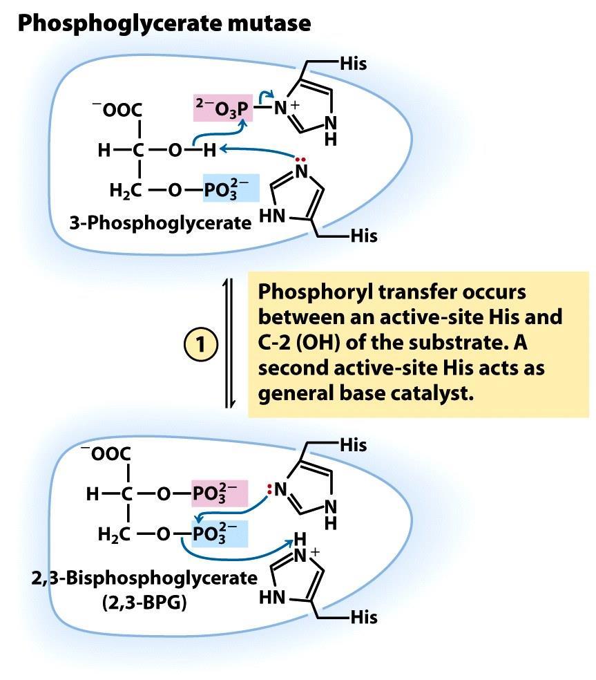 foszfoglicerát mutáz 3-foszfoglicerát A foszfát az aktív helyen lévő His-ről jön a szubsztrátum C-2