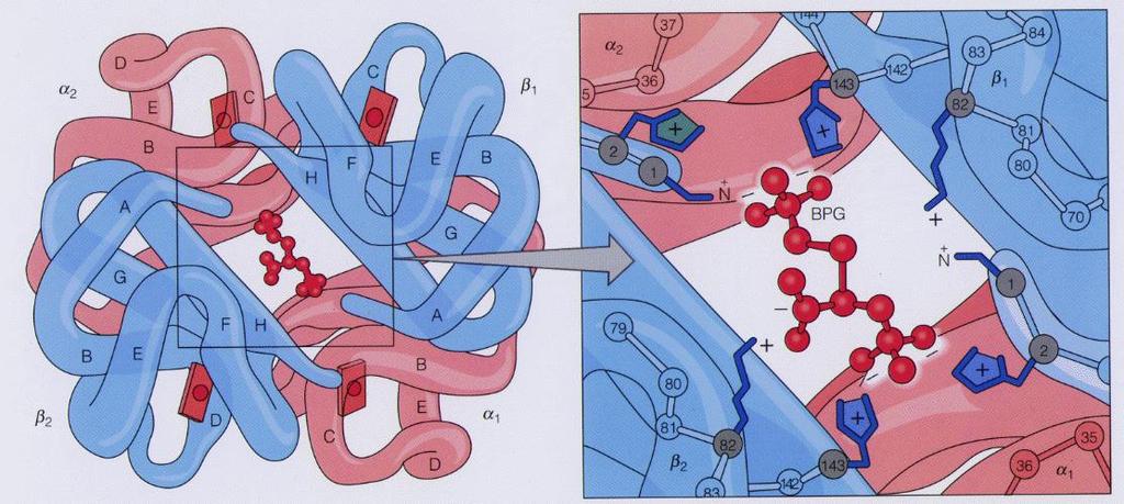 inhibitora