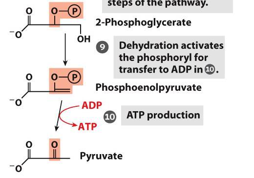 A glikolízis kémiai logikája A foszforilálás a C-6 helyzetben történik. A C-1 karbonilcsoport, nem foszforilálható.