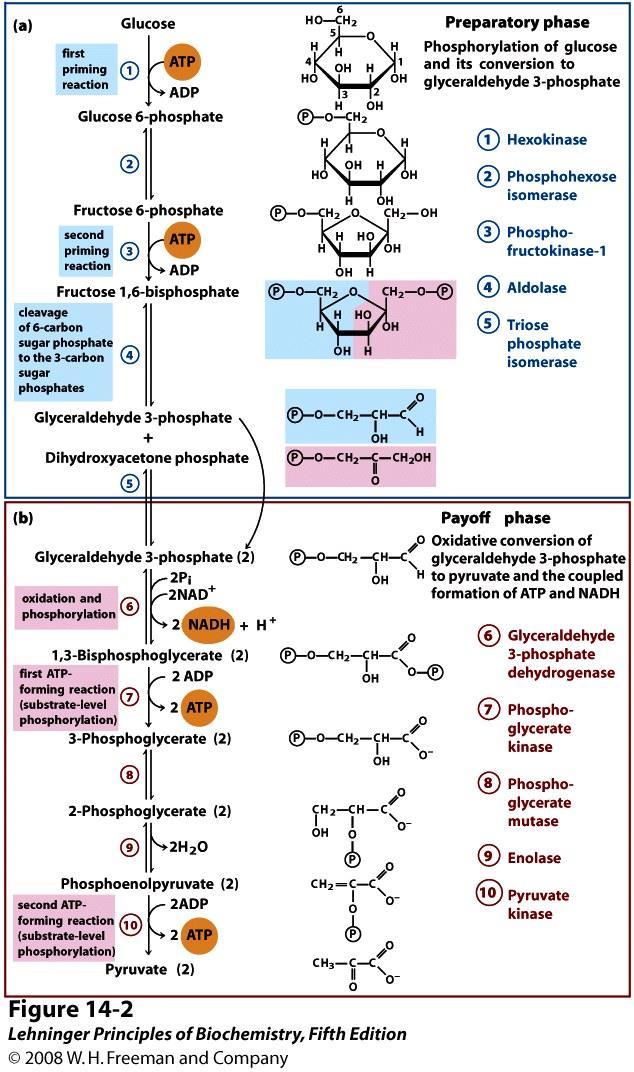 Összefoglalás 1. A glikolízis reakciói glükóz + 2 NAD + + 2 ADP + 2 P i 2 piruvát + 2 NADH + 2 H + + 2 ATP + 2 H 2 O Min!
