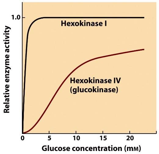 kezdeti sebesség (v ) A hexokináz IV (glükokináz) és a hexokináz I (izozimek) kinetikai jellemzői v max v max 2 K M ~ 0,1 mm hexokináz I hexokináz IV (glükokináz) K M ~ 10 mm Hexokináz I, II, III:
