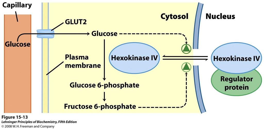 A hexokináz IV (glükokináz) szabályozása a májban kapilláris glükóz sejtmag glükóz hexokináz IV hexokináz IV glükóz-6-foszfát szabályozó fehérje fruktóz-6-foszfát Éhezéskor, amikor a