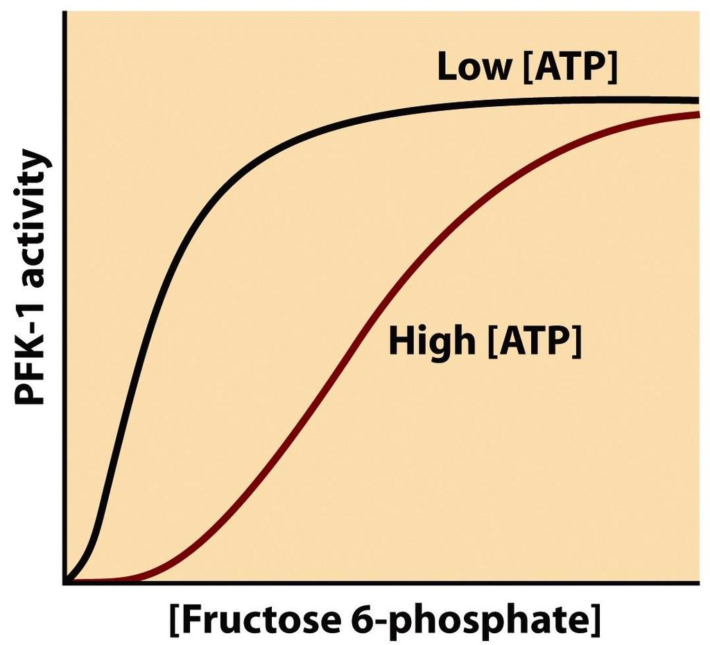 A PKF-1 aktivitása A foszfofruktokináz-1 allosztérikusan szabályozott fruktóz-6-foszfát fruktóz-1,6- biszfoszfát