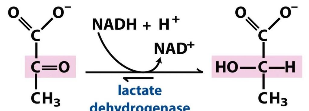 Tejsavas erjedés (anaerob körülmények között) Min! DG = 25.1 kj/mol piruvát laktát dehidrogenáz L-laktát glükóz 0 +1-2 C 6 H 12 O 6 2 ADP 2 ATP Min!