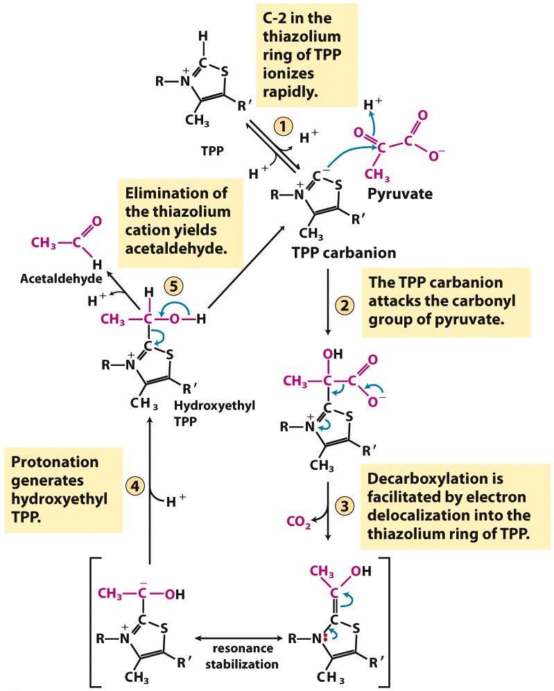 A tiazolgyűrű 2-es C-jéről egy H + disszociál. A tiazólium-kation eliminációja során acetaldehid képződik.
