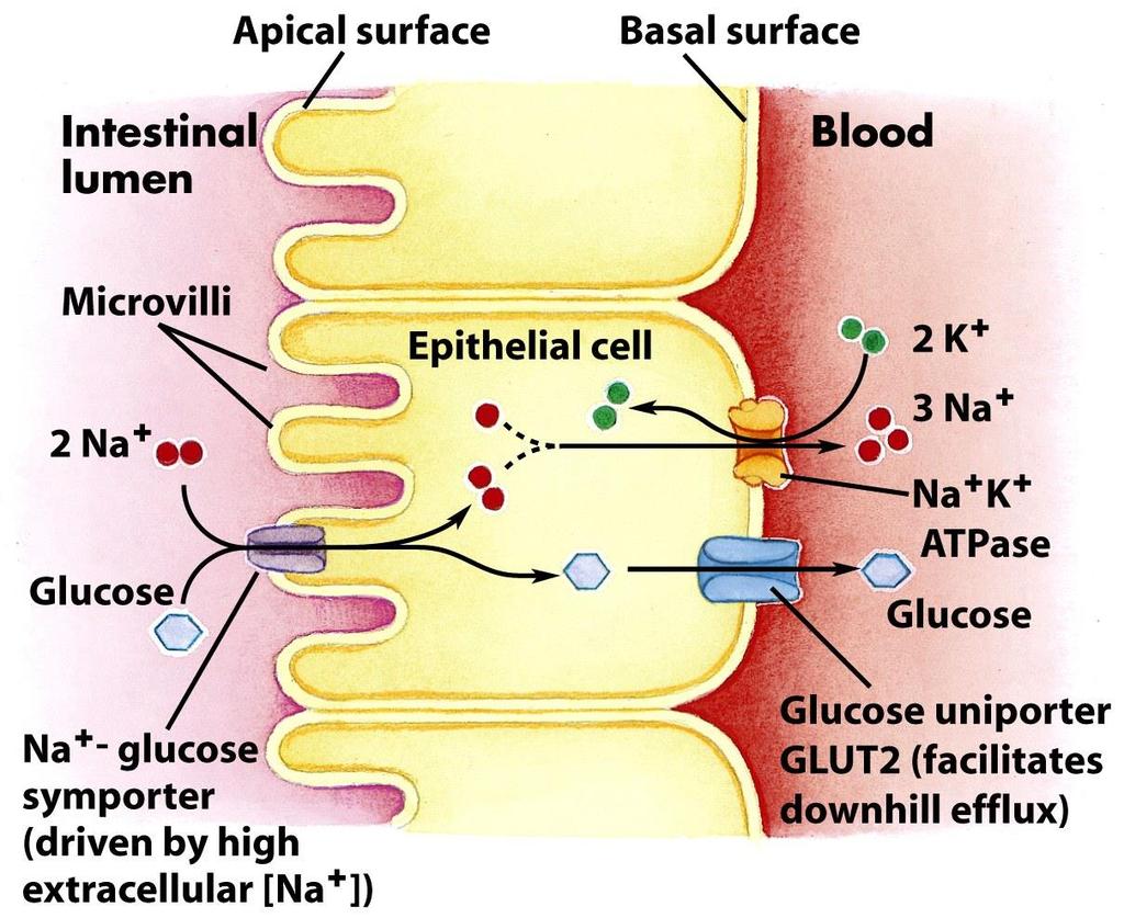 Glükóztranszport a bélhámsejtekben hámsejt véráram glükóz Na + - glükóz szimporter