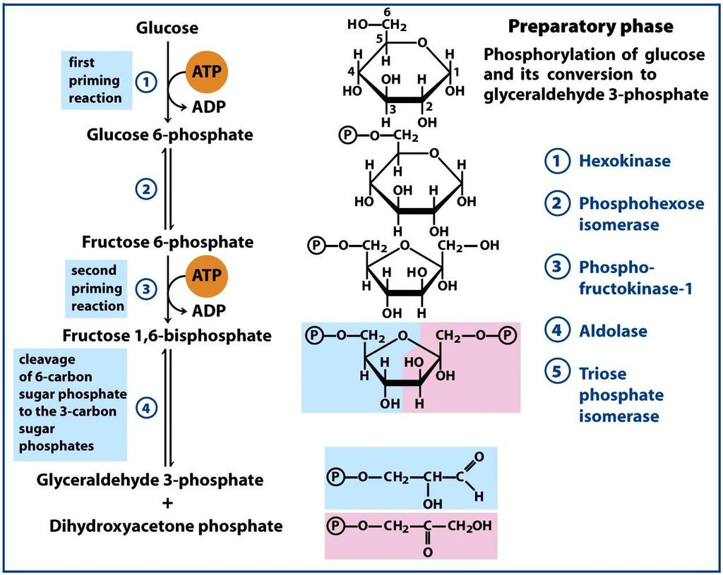 első aktiválás második aktiválás 6-szénatomos cukor hasítása 3-szénatomos cukrokká glükóz glükóz-6-foszfát frukóz-6-foszfát frukóz-1,6-biszfoszfát Előkészítő szakasz A glükóz