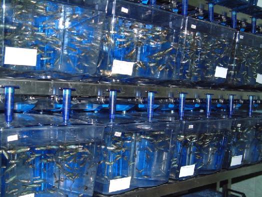 1. kép: Recirkulációs rendszerben tartott zebradániók (Forrás: SZIE Halgazdálkodási Tanszék) A vizsgált vegyület törzsoldatát DMSO-ban készítettem el, és 6 koncentrációt alakítottam ki recirkulációs