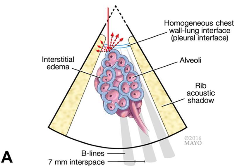 J.L. Díaz-Gómez et al.