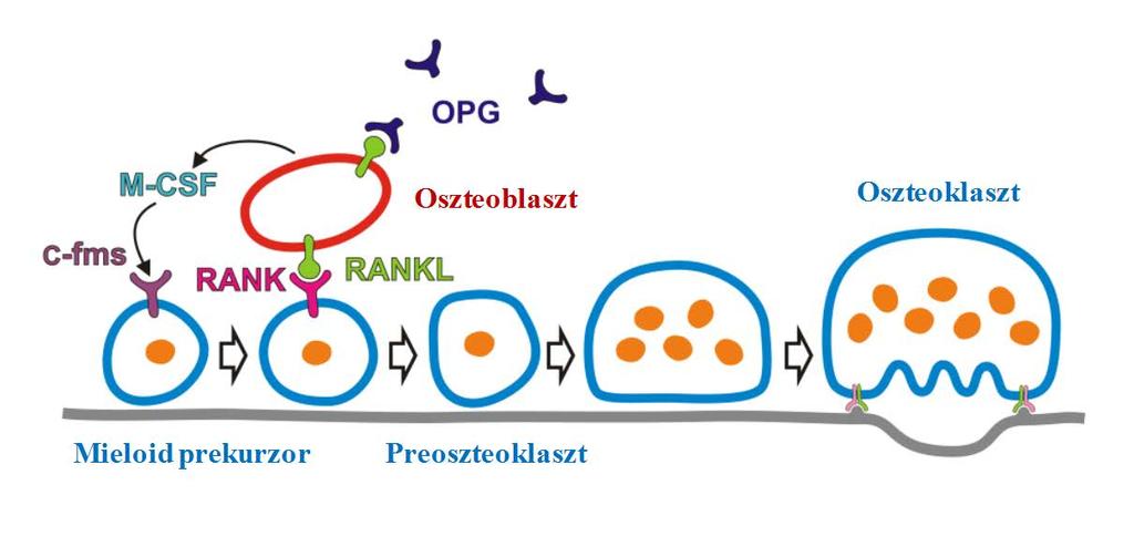 TNFSF11a) kapcsolódása következtében jön létre (2. ábra). A RANK-RANKL kötődés szelektíven serkenti az oszteoklasztok fejlődését (28) (3. ábra). Az oszteoblasztok a RANKL-on kívül oszteoprotegerint (OPG, TNFSF11b) is termelnek.