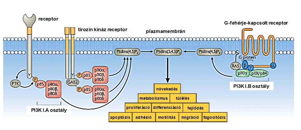 PI3Kγ izoformát. A PI3Kα és a PI3Kβ ubikviter expressziót mutat, míg a PI3Kγ és a PI3Kδ elsősorban a hemopoetikus sejtekben fejeződik ki (87). A PI3K I.