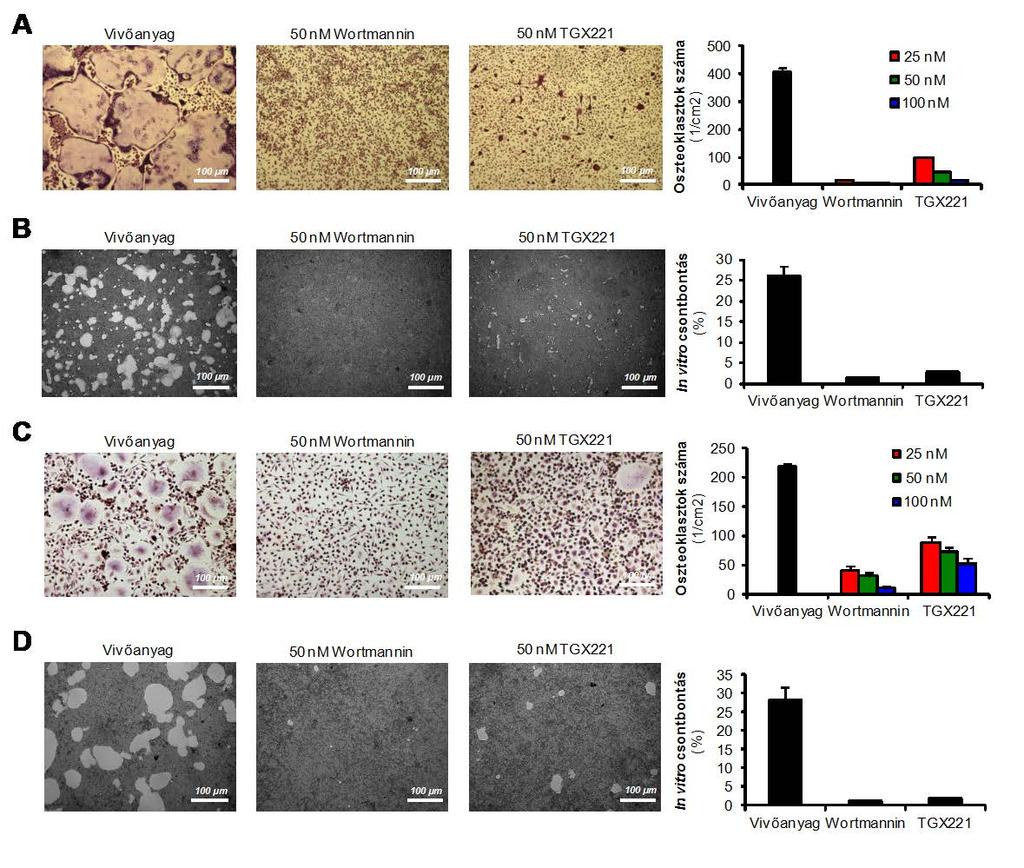 láttunk az inhibitor 50 nm-os koncentrációjánál, amely dózisban irodalmi adatok alapján a TGX221 szelektíven gátolja a PI3Kβ izoformát (90, 121). 9. ábra.
