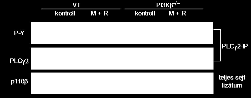 A vad típusú és a PI3Kβ / egerek csontvelői sejtjeiből érett oszteoklasztokat differenciáltattunk, majd a sejteket 10 percig 50 ng/ml M-CSF (M) és 50 ng/ml RANKL (R) jelenlétében stimuláltuk.