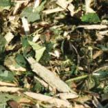 Feuillus tendres > tremble, saule, peuplier, aulne Feuilles durs > chêne, châtaignier, robinier faux-acacia, hêtre, noisetier, frêne, charme Résineux Essences interdites de coupe Coupe Feuillus