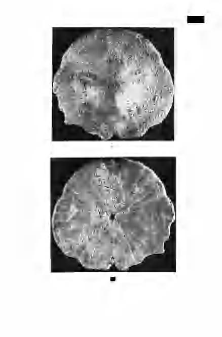 2. I.