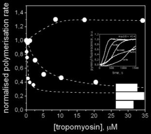 dupla helix Szemiflexibilis polimerlánc (perzisztenciahossz: ~10 µm) Szerkezeti